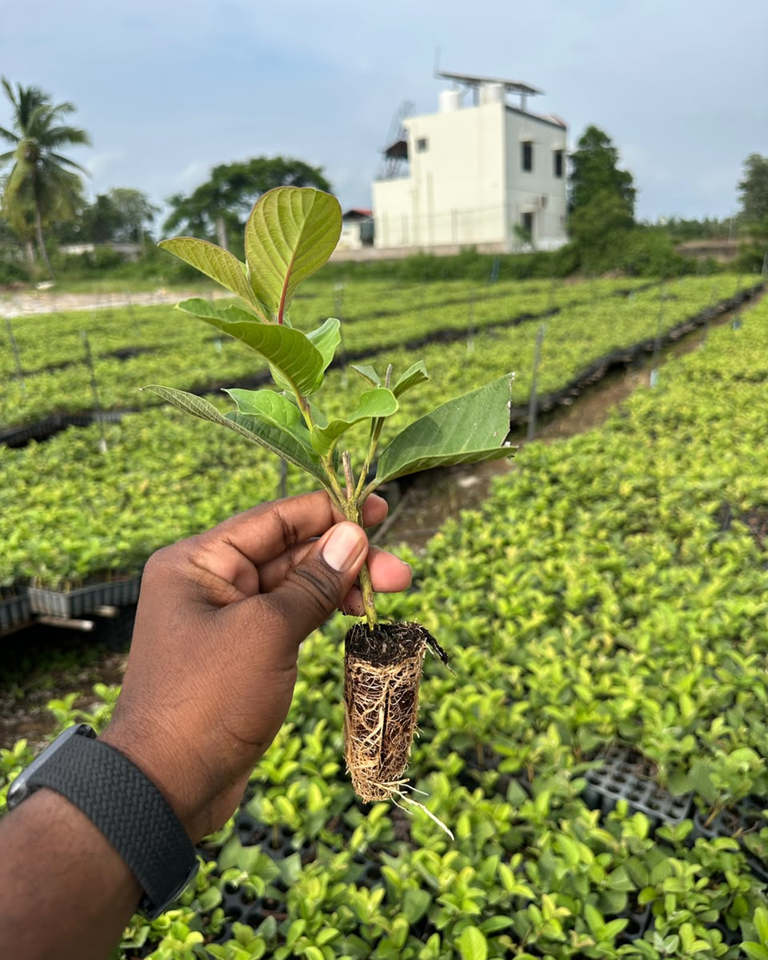 Muringa Plant